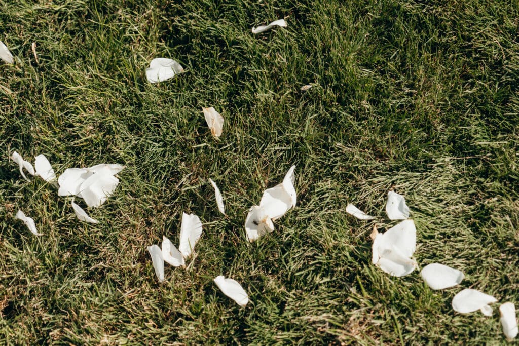 Gippsland Documentary Photography. White Wedding Petals laying in the grass