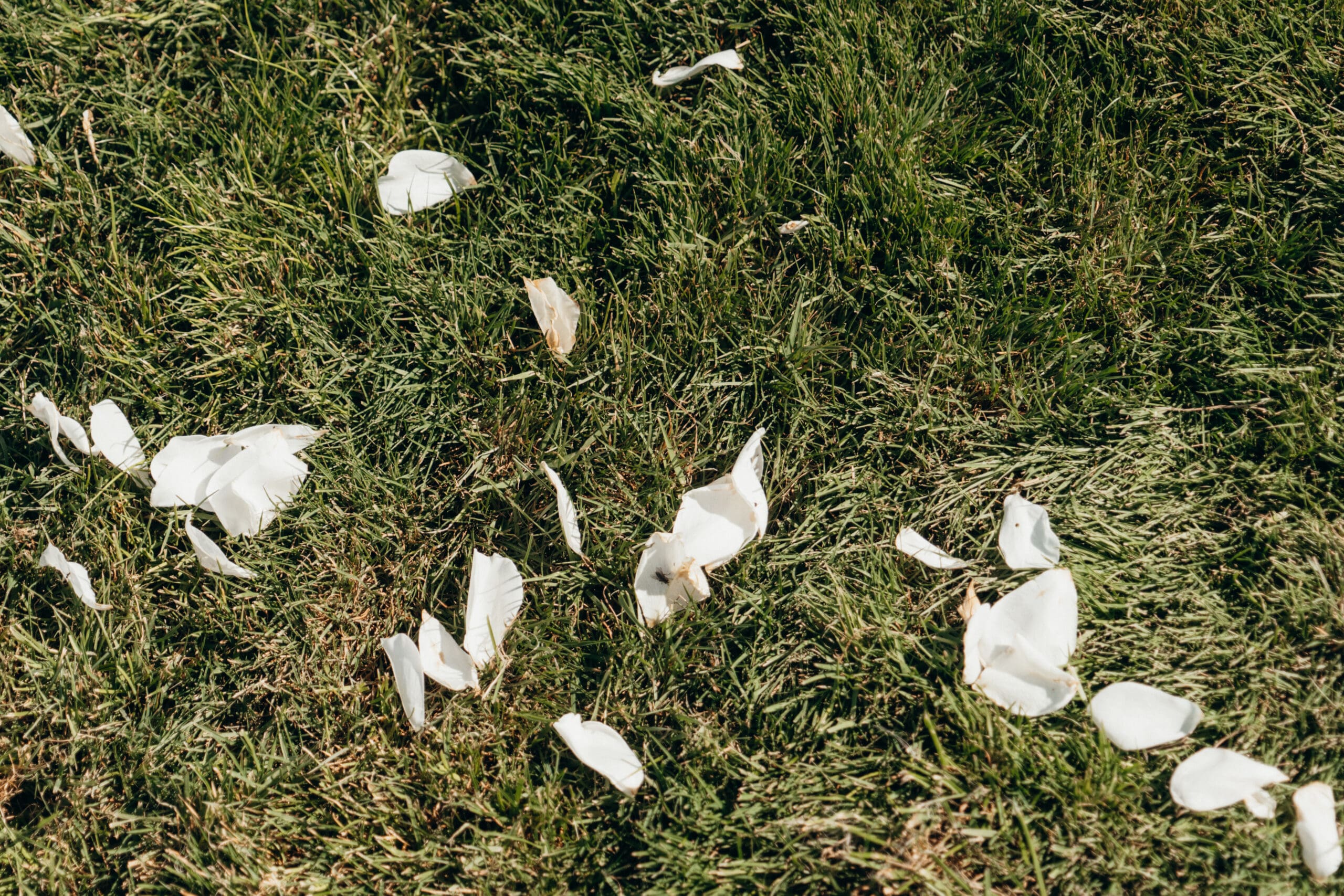 Elegant Rose Petals laying on the grass after the wedding ceremony