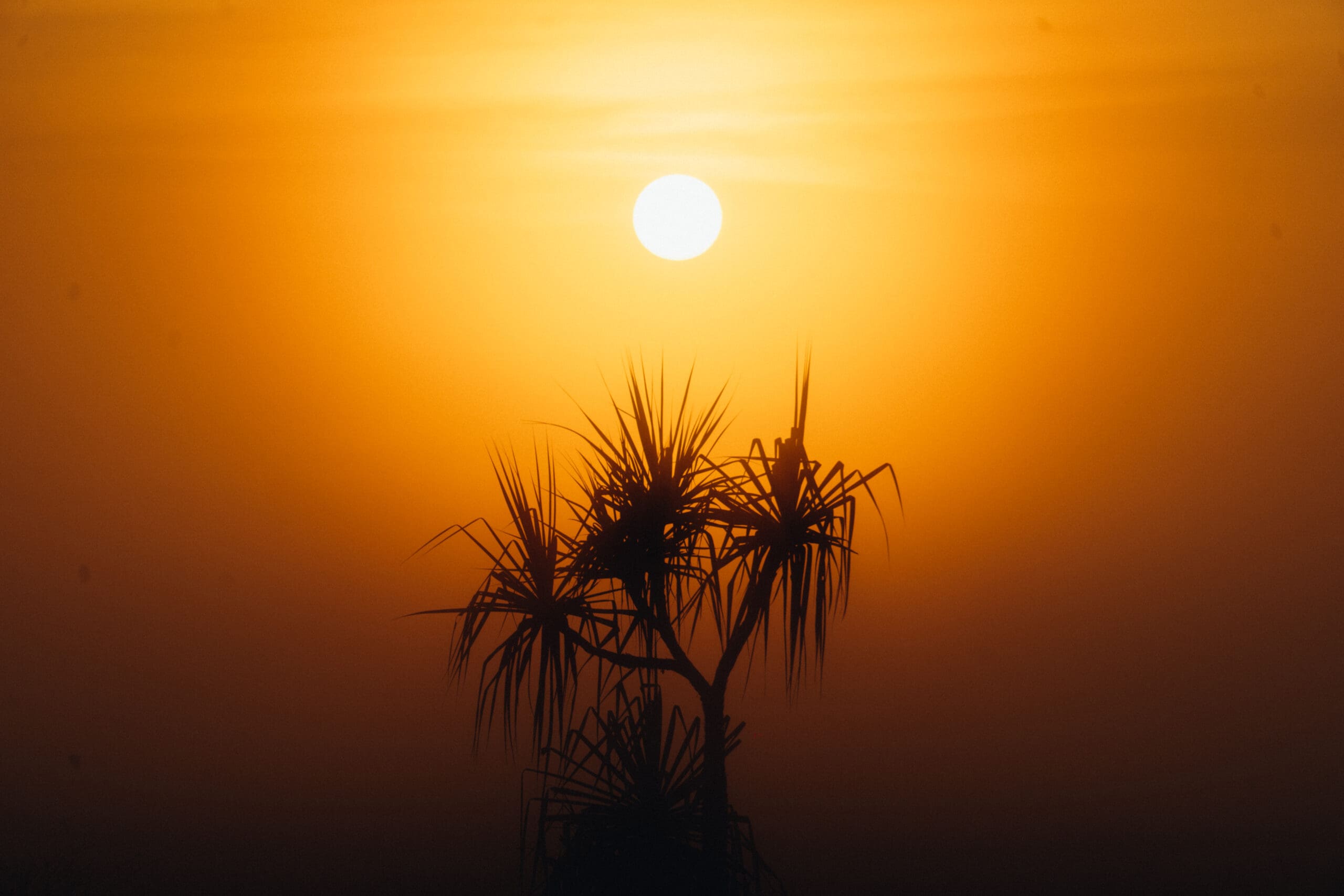 Darwin sunset over a moody landscape. A palm tree stands alone against a glowing backdrop