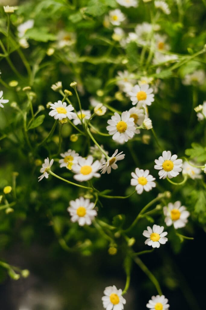 Fresh Chamomile inside the store at The Willow Branch. The best florist in Gippsland and Melbourne. Captured by Ebb and Flow Photography